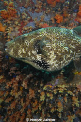 Starry Puffer mosaic. Taken off Bangka Island with a Sea ... by Morgan Ashton 